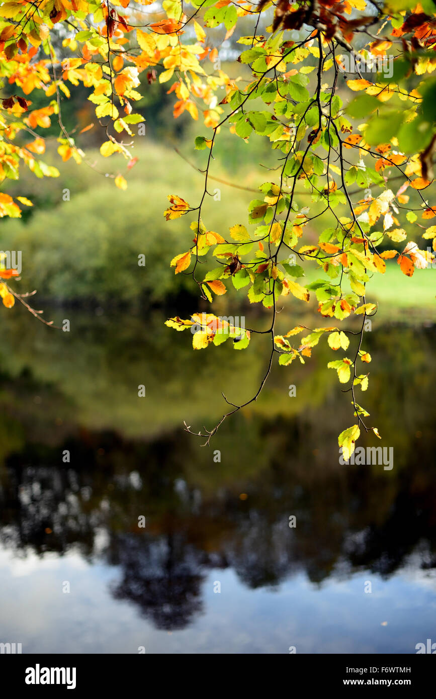 Fall leaves overhanging river hi-res stock photography and images - Alamy