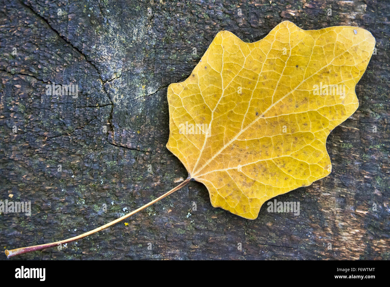Closeup of a yellow dry leaf placed on a wooden background Stock Photo