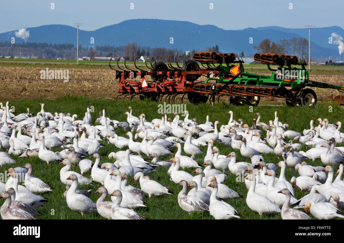 WA12049-00...WASHINGTON - Flock of snow geese in farm field near Mount Vernon. Stock Photo