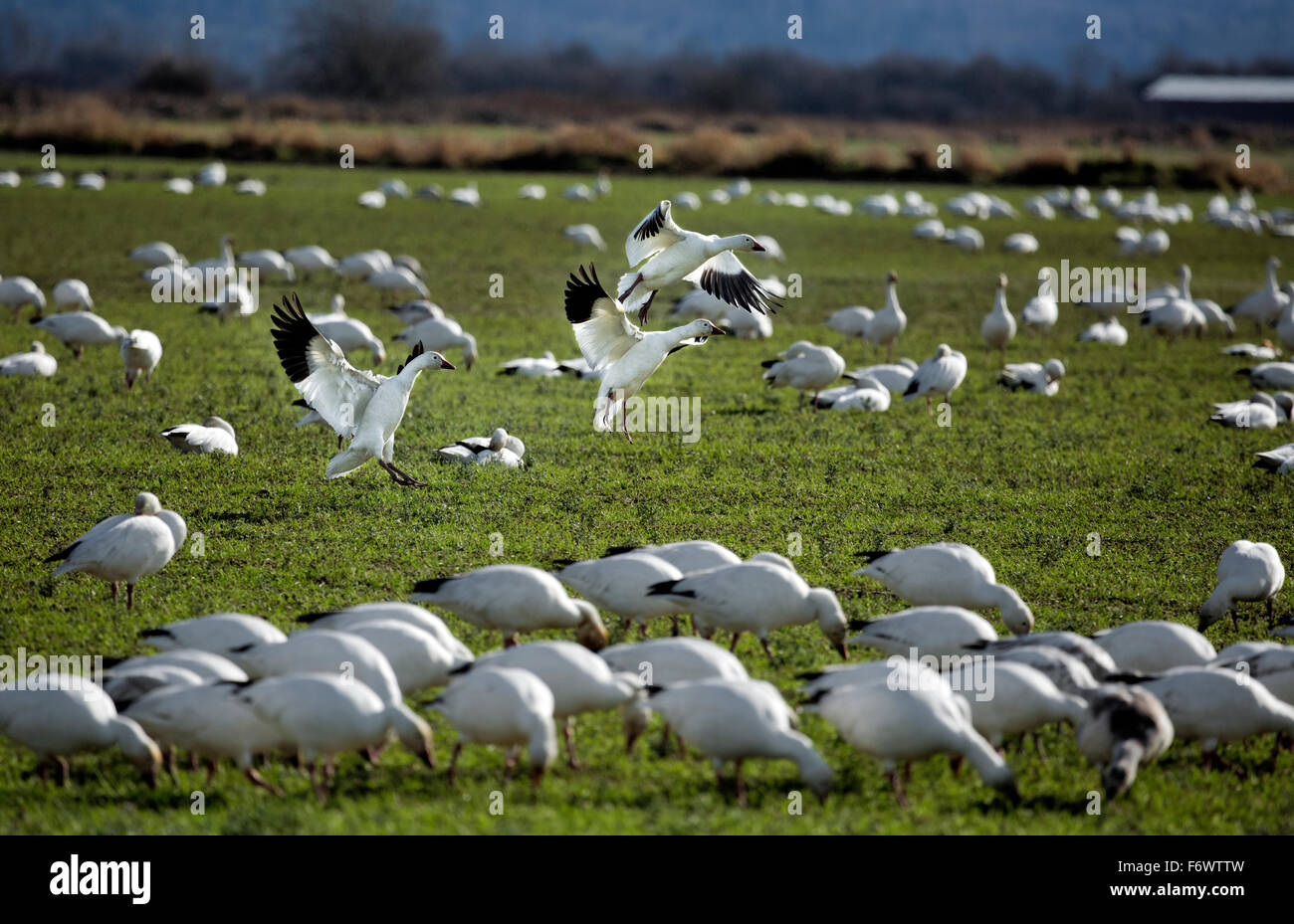 WA1205500...WASHINGTON Snow geese flying from the back of the flock