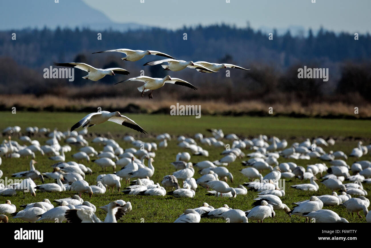 WA12056-00...WASHINGTON - Snow geese flying from the back of the flock to the front in a farm field at the Skagit Wildlife Area Stock Photo