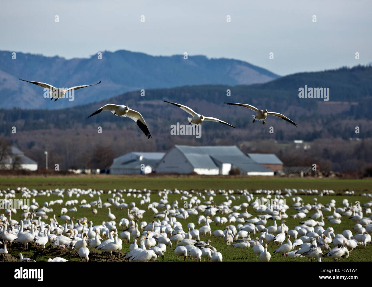 WA12060-00...WASHINGTON - Snow geese flying from the back of the flock to the front in a farm field at the Skagit Wildlife Area Stock Photo