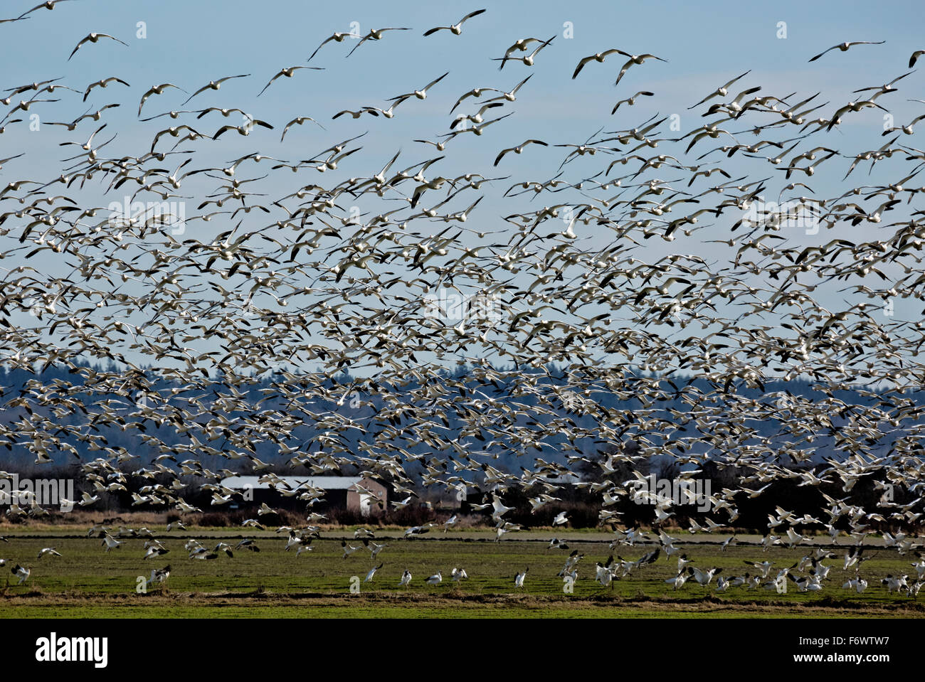 WASHINGTON - A large number of snow geese disturbed when a bald eagle flies across a nearby field in the Skagit Wildlife Area. Stock Photo