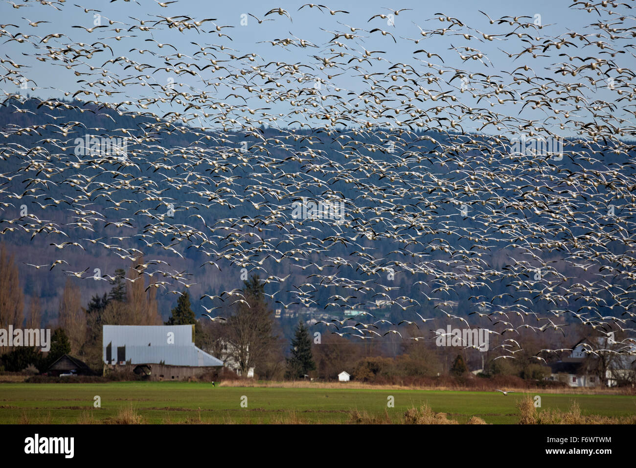 WA12078-00...WASHINGTON - Snow geese flying over fields the Skagit Wildlife Area on Fox Island near Mount Vernon. Stock Photo