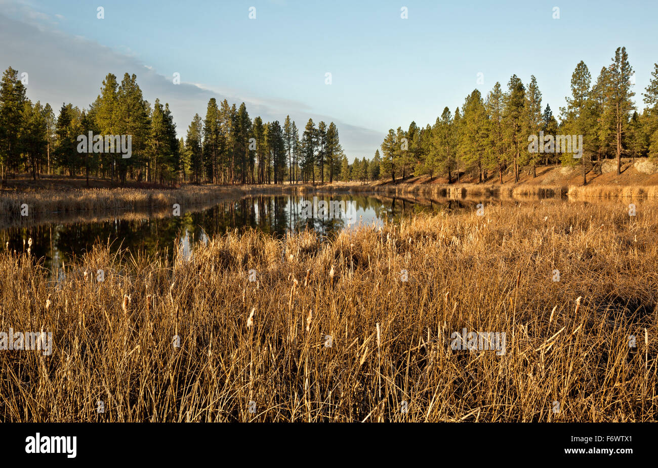 Early morning light on cattails along the marshy shores of Lake Kepple