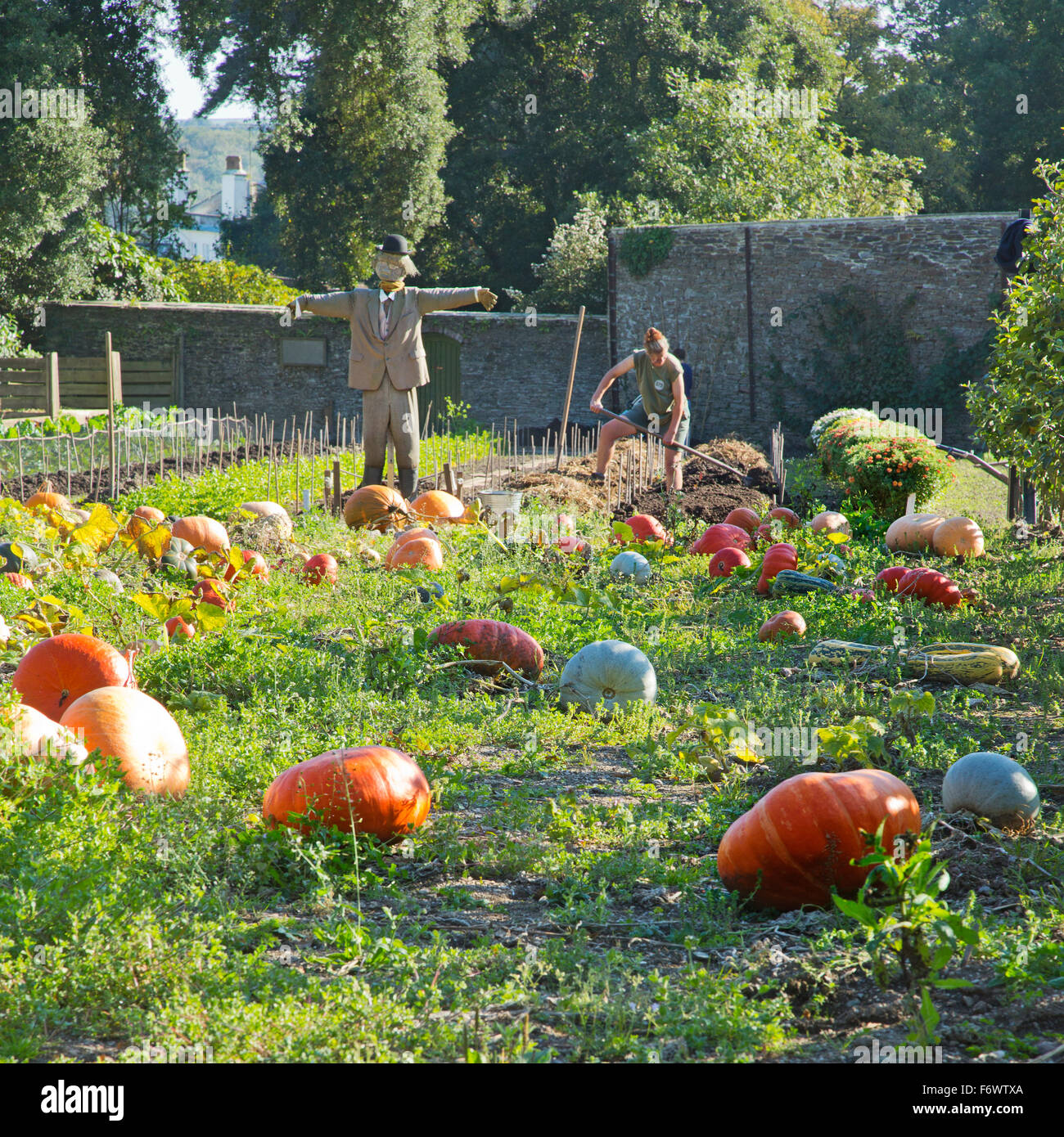 The pumpkin patch in the vegetable garden at the lost gardens of heligan in Cornwall,England,UK Stock Photo