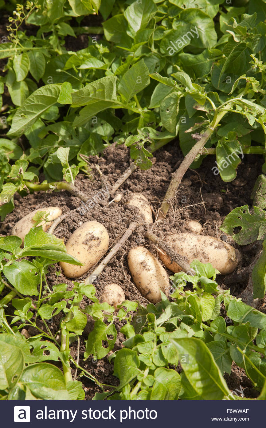 First Early Potatoes Stock Photos & First Early Potatoes Stock Images
