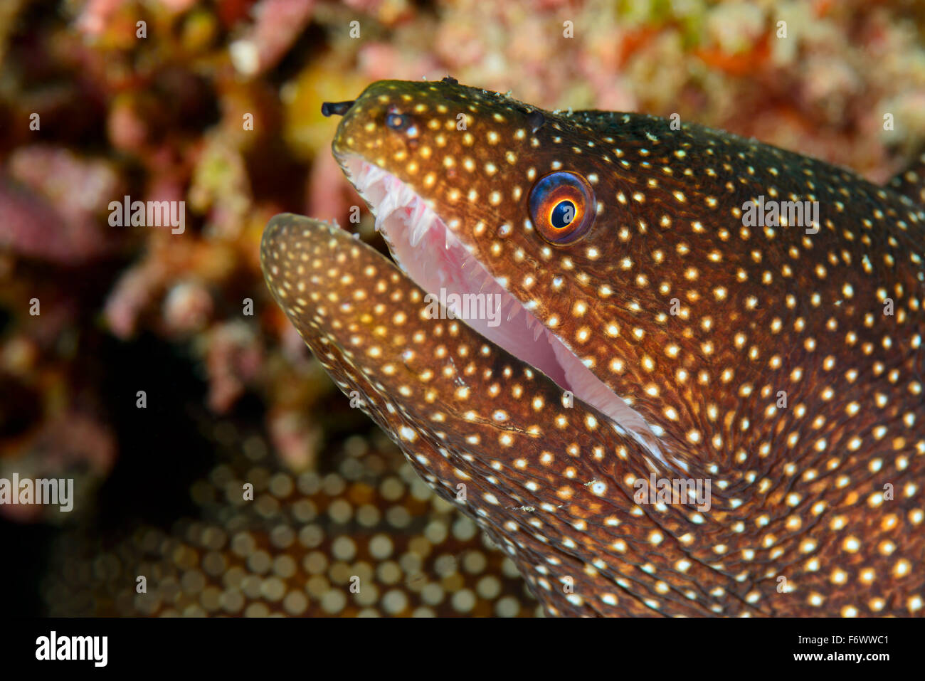 Gymnothorax meleagris, Whitemouth moray, Alor Archipelago, Indonesia, Sawu Sea, Pantarstrait, Indian Ocean Stock Photo
