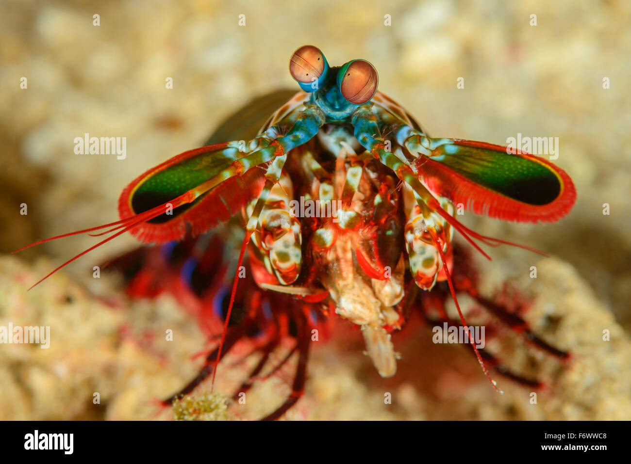 Odontodactylus scyllarus, Painted, Harlequin, or Clown Mantis Shrimp, Alor, Indonesia, Sawu Sea, Pantarstrait, Indian Ocean Stock Photo
