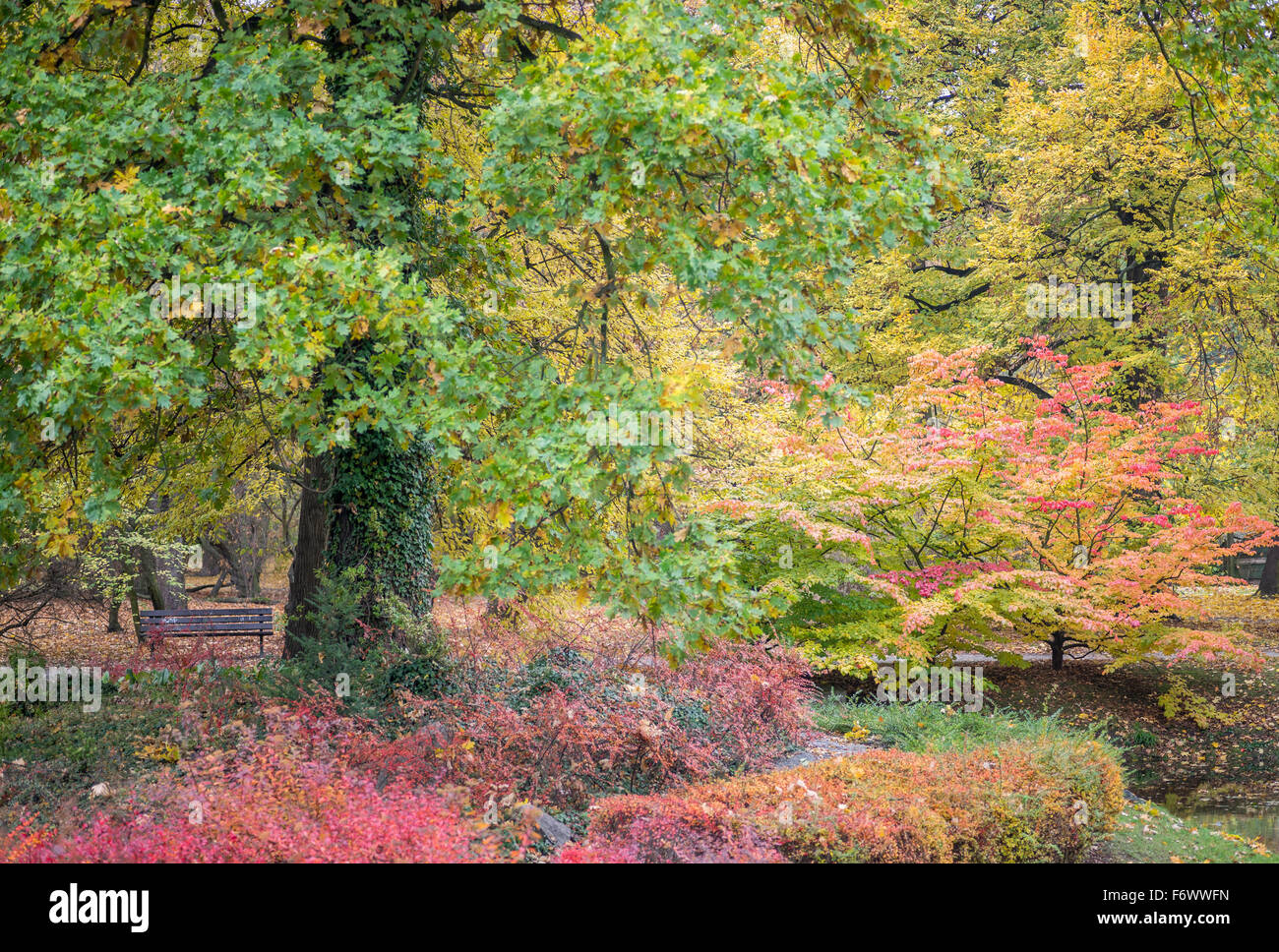 Multicolor autumn fall foliage on the trees and bushes Stock Photo