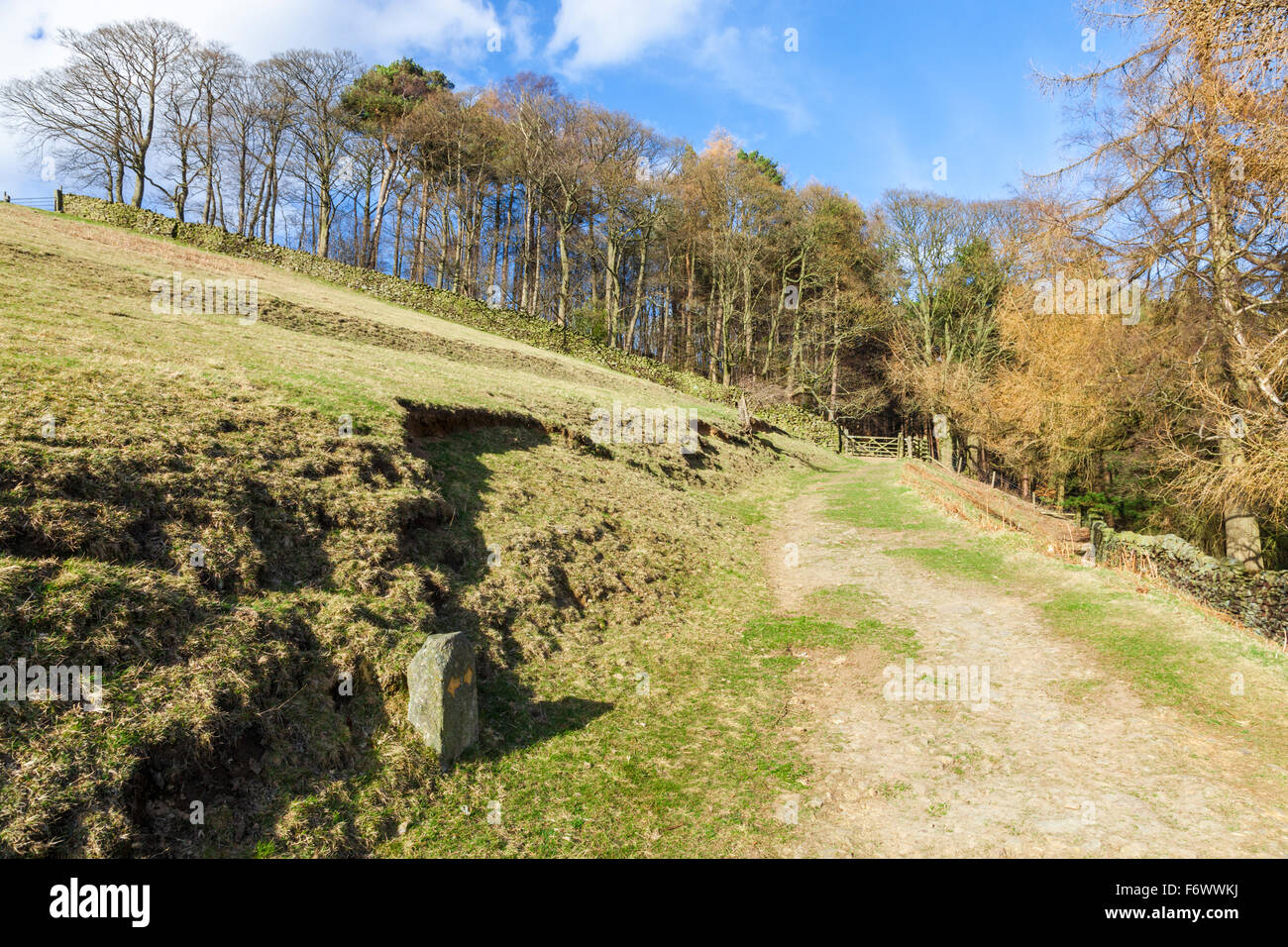 Spring sunshine falling on a hillside footpath leading to trees in a mixed woodland in North Derbyshire, England, UK Stock Photo