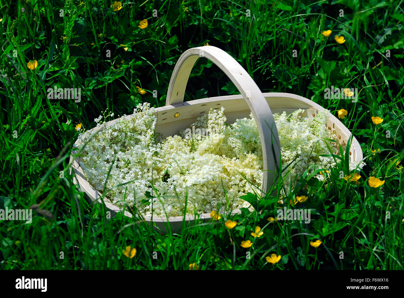 Harvest of elder flower in a wooden basket on a meadow Stock Photo