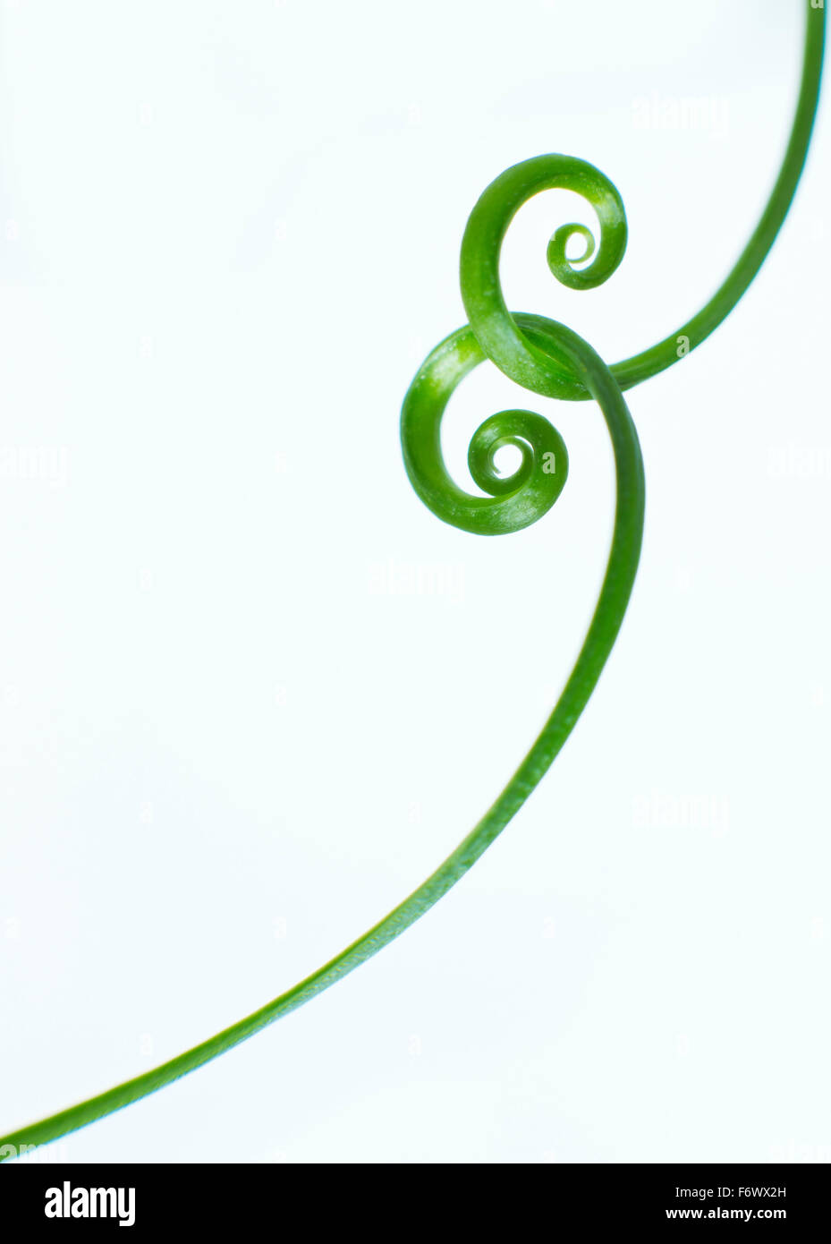 Gloriosa Rothschildiana-A simple graphic image of a two house plants entwined together. Stock Photo