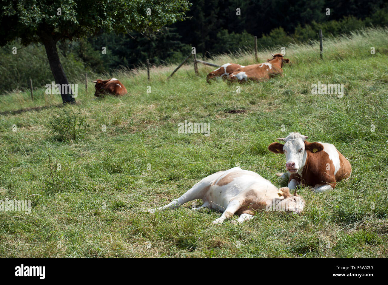 Cows lying on a meadow Stock Photo