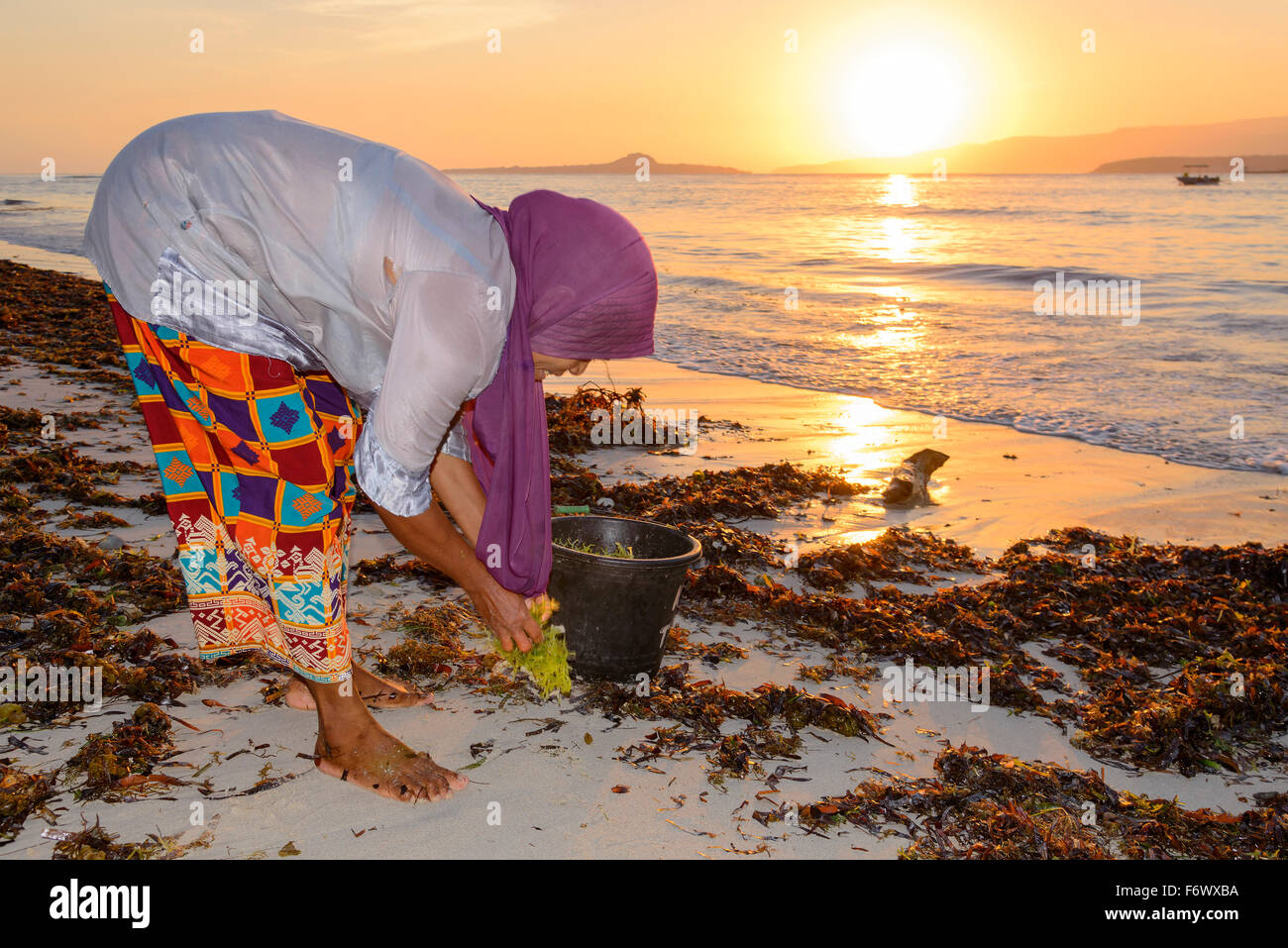 Indonesian woman collecting Algae for agar agar, Alor, Indonesia Stock Photo