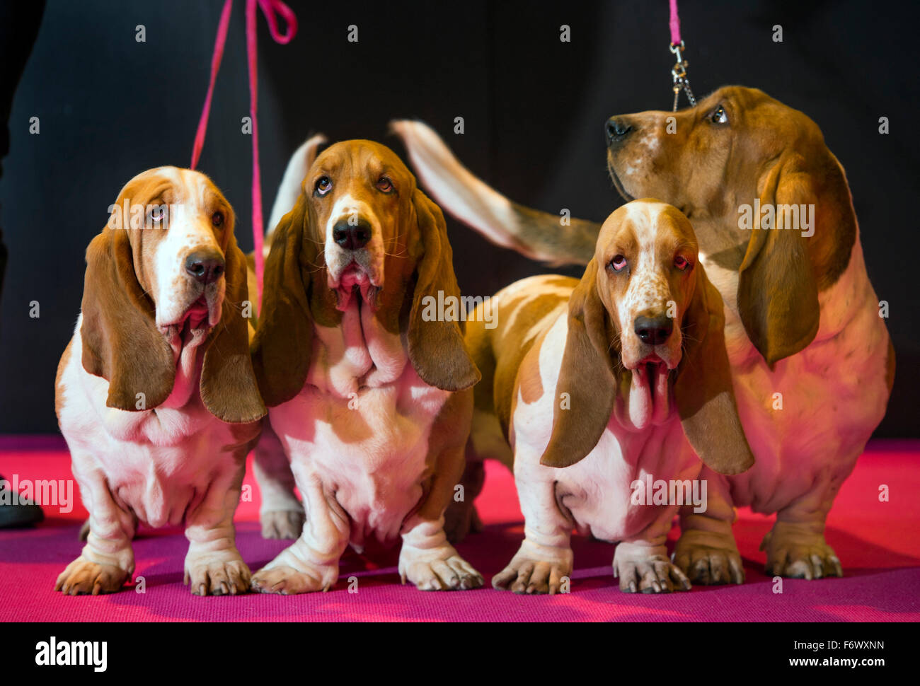 The Crufts dog show at the NEC, Birmingham - a team of Basset Hounds entered in the Breeders Cup section 2015 Stock Photo