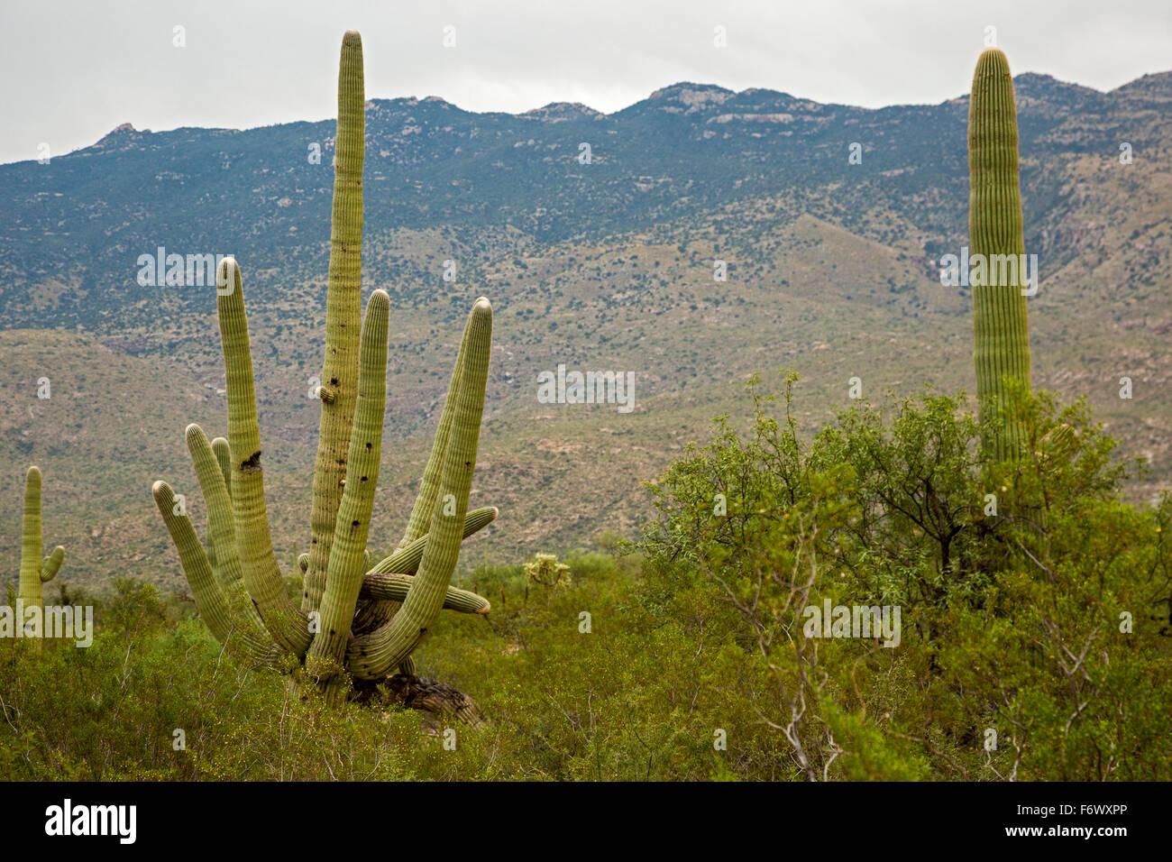 Tucson, Arizona - Giant saguaro cacti in Saguaro National Park. Stock Photo