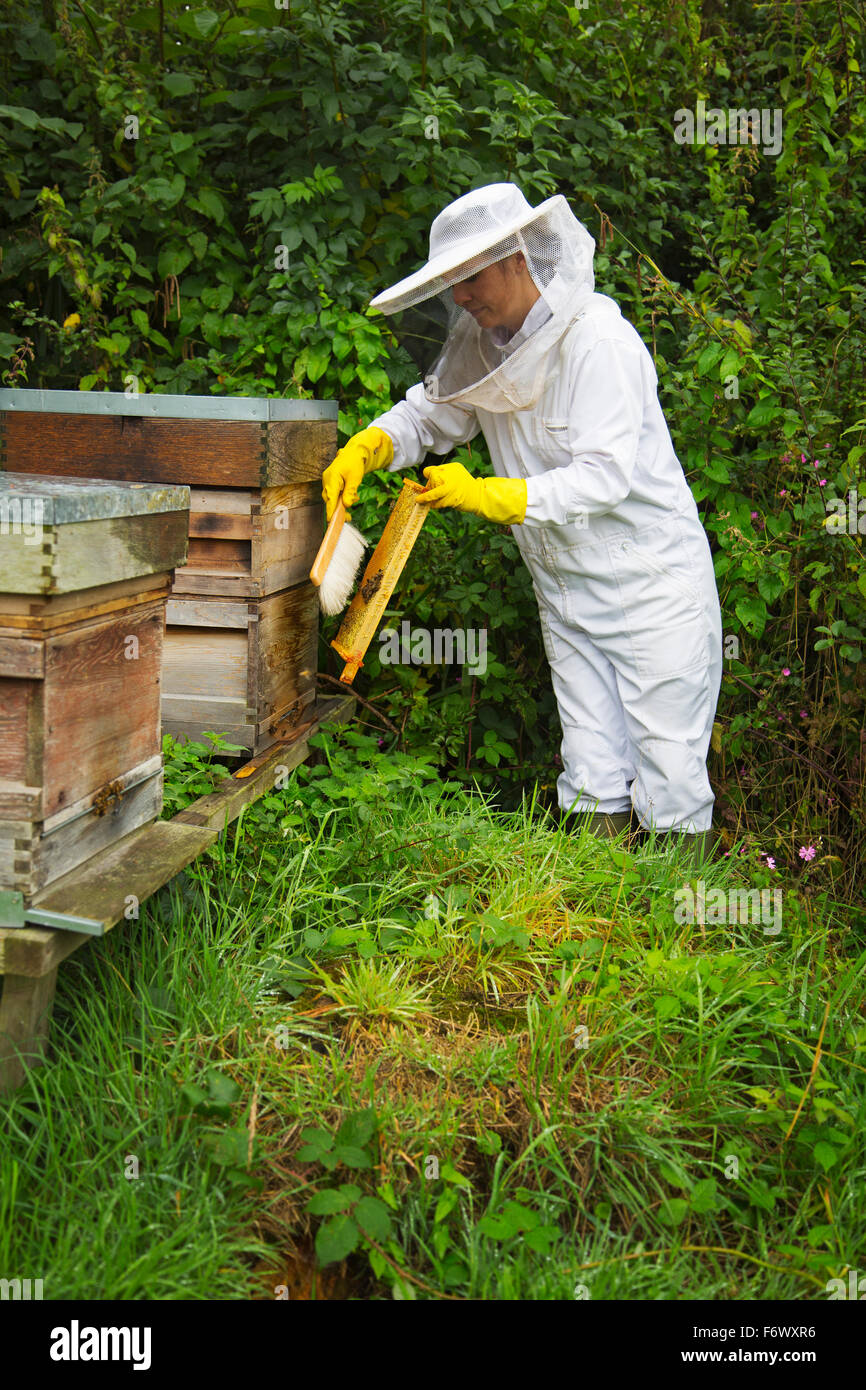 Bee keeping,honey production Stock Photo Alamy