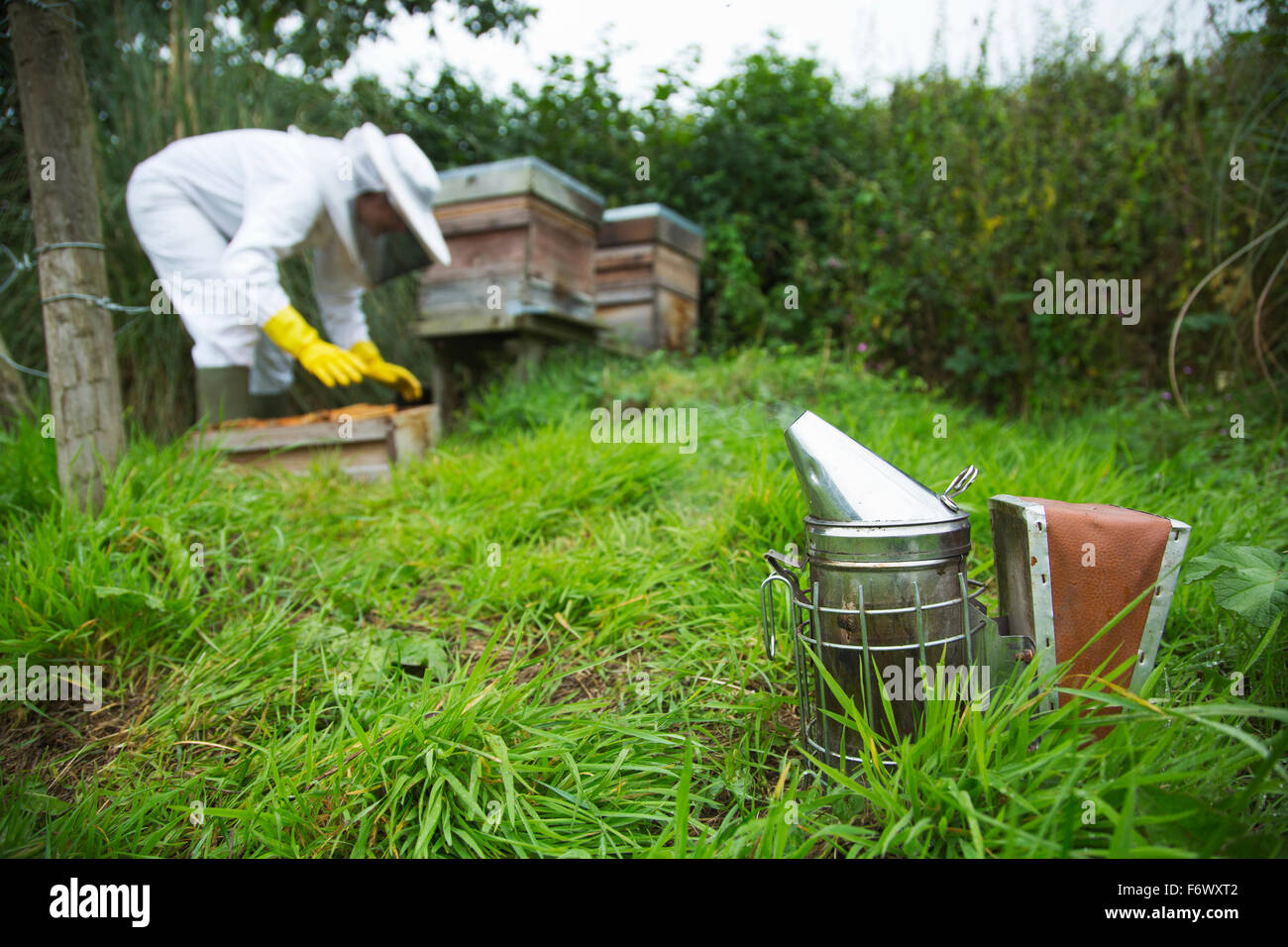 Bee keeping,honey production Stock Photo