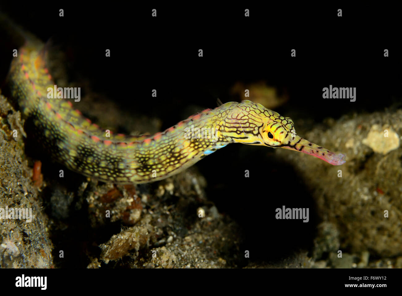 Corythoichthys haematopterus, Reeftop or Messmate Pipefish, Alor Archipelago, Indonesia, Sawu Sea, Pantarstrait, Indian Ocean Stock Photo