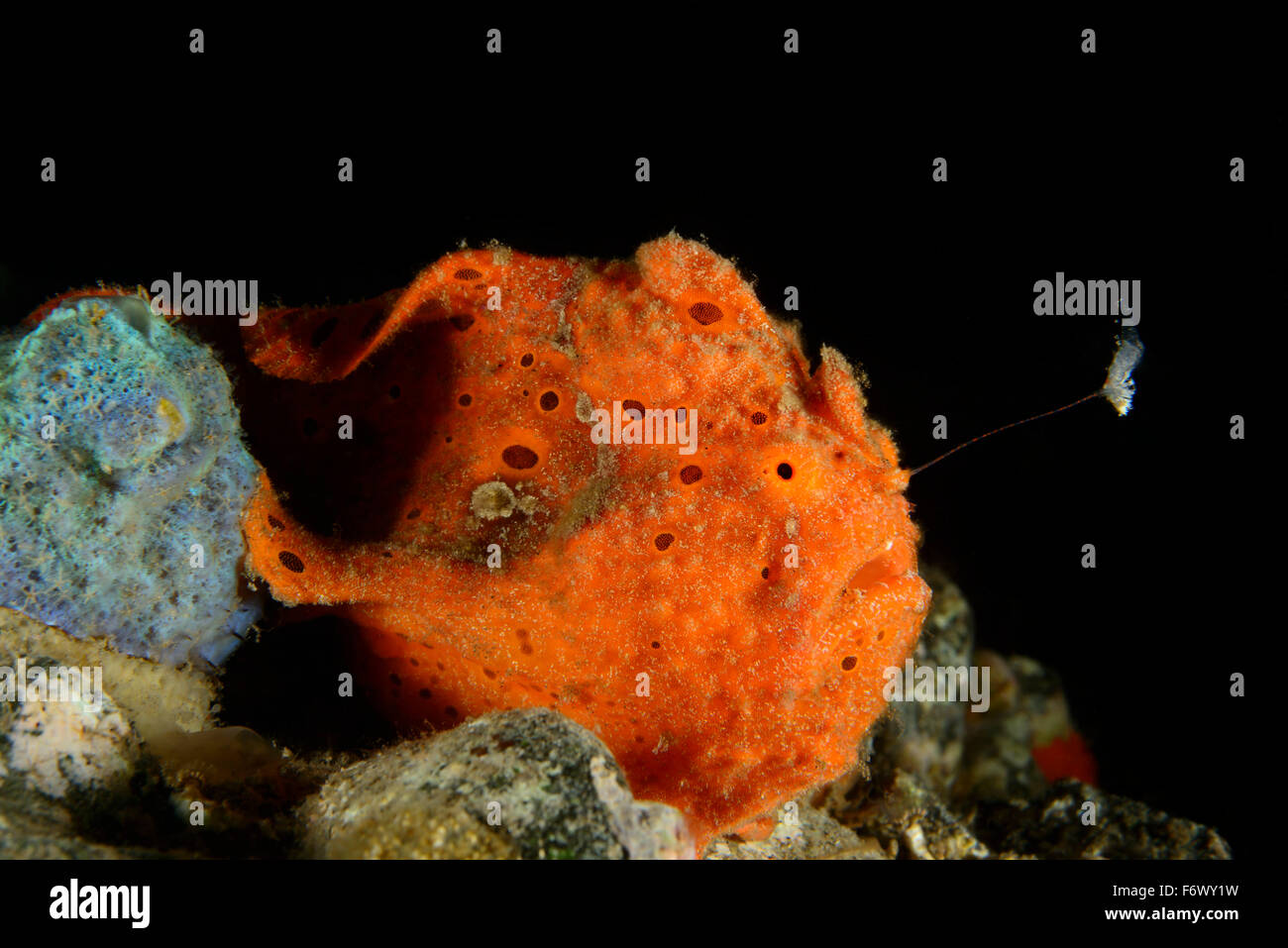 Antennarius pictus, Painted or Spotted anglerfish with esca, Lure, Alor, Indonesia, Sawu Sea, Pantarstrait, Indian Ocean Stock Photo