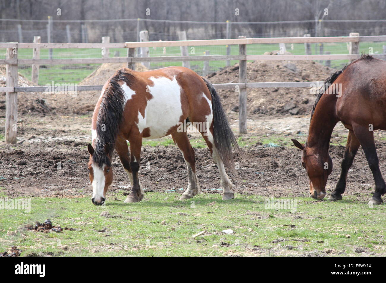 Brown & White horse (Pinto) & chestnut colored horse grazing on fresh ...