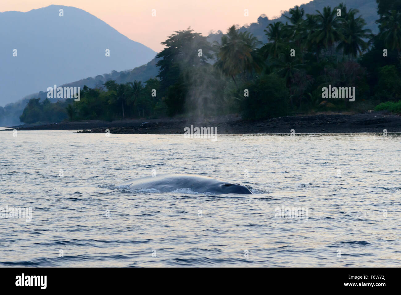 Balaenoptera musculus, Blue Whale on the Water Surface, Alor Archipelago, Indonesia, Sawu Sea, Pantarstrait, Indian Ocean Stock Photo