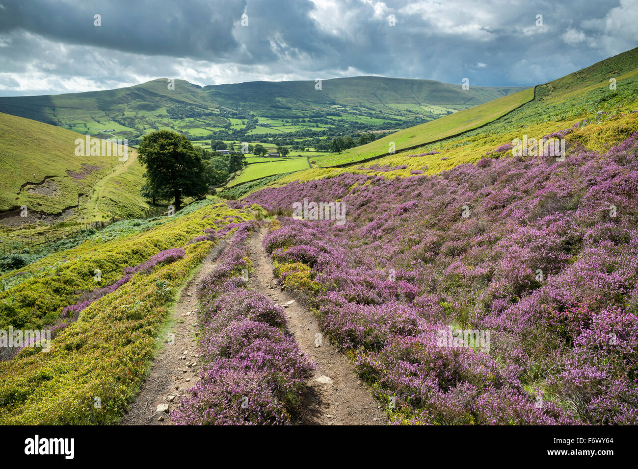 Well worn footpath leading down into the vale of Edale in the Peak District, Derbyshire. Heather in bloom beside the path. Stock Photo