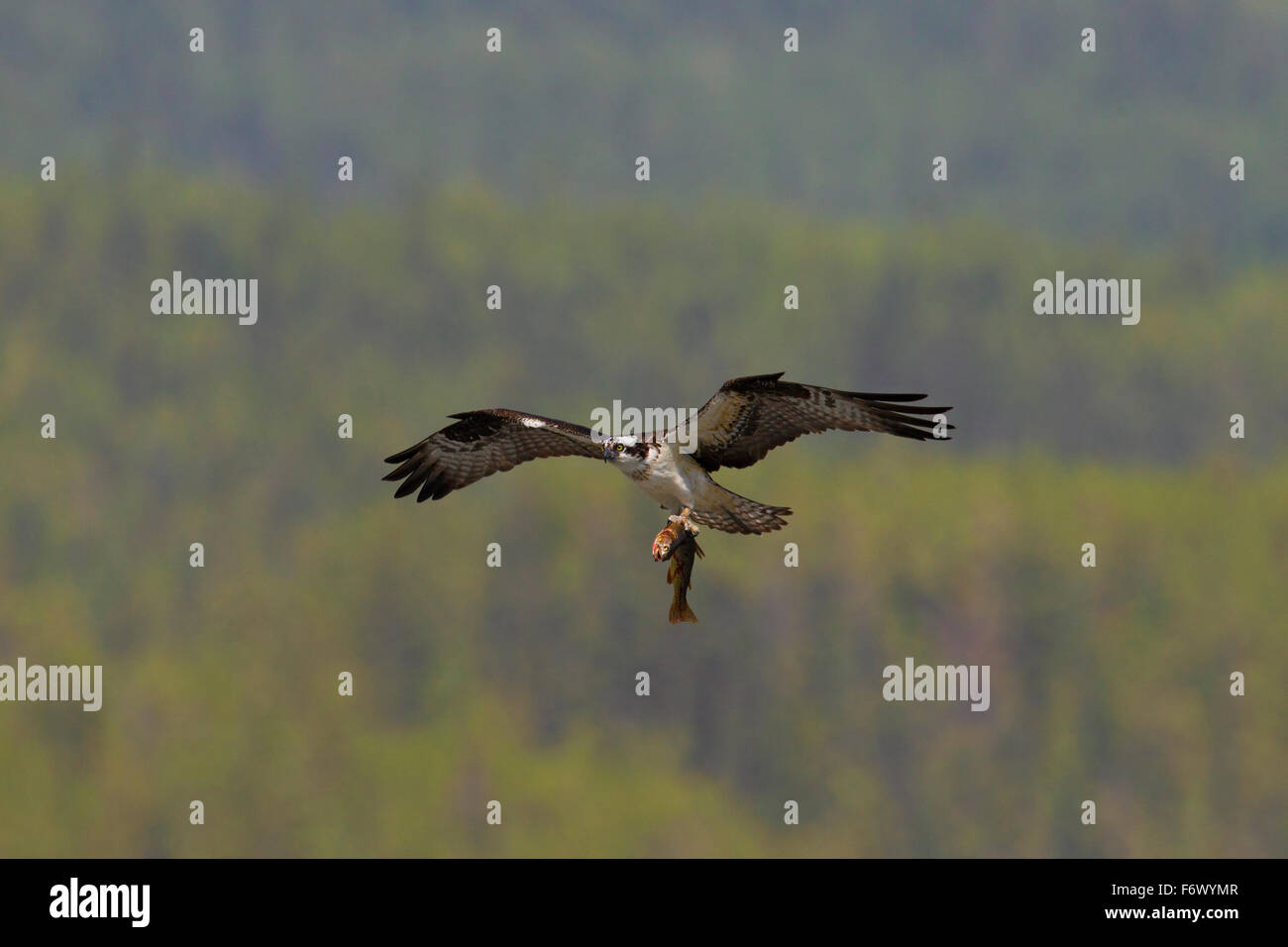 Osprey (Pandion haliaetus) flying over woodland with caught fish in talons Stock Photo