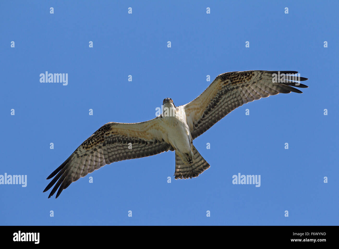 Osprey (Pandion haliaetus) soaring against blue sky Stock Photo