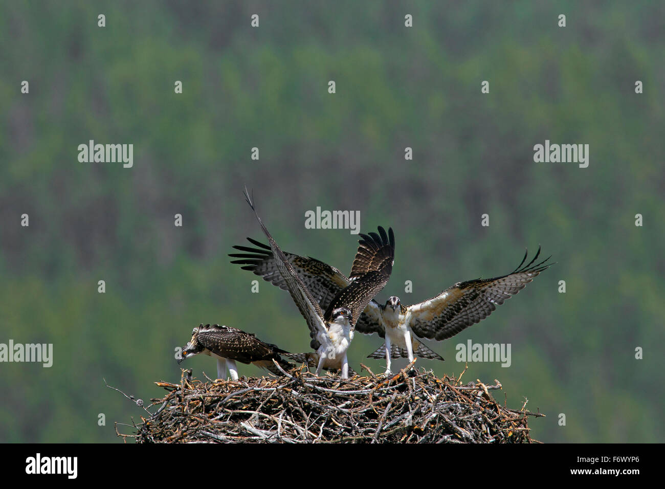 Osprey (Pandion haliaetus) adult bird with two young birds flapping their wings on nest in summer Stock Photo