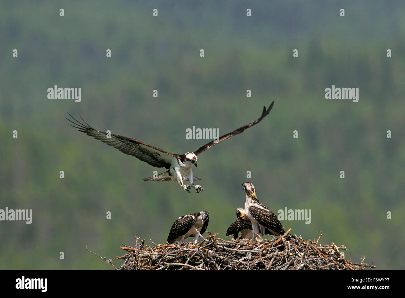 Osprey (Pandion haliaetus) landing on nest with three juveniles in summer Stock Photo