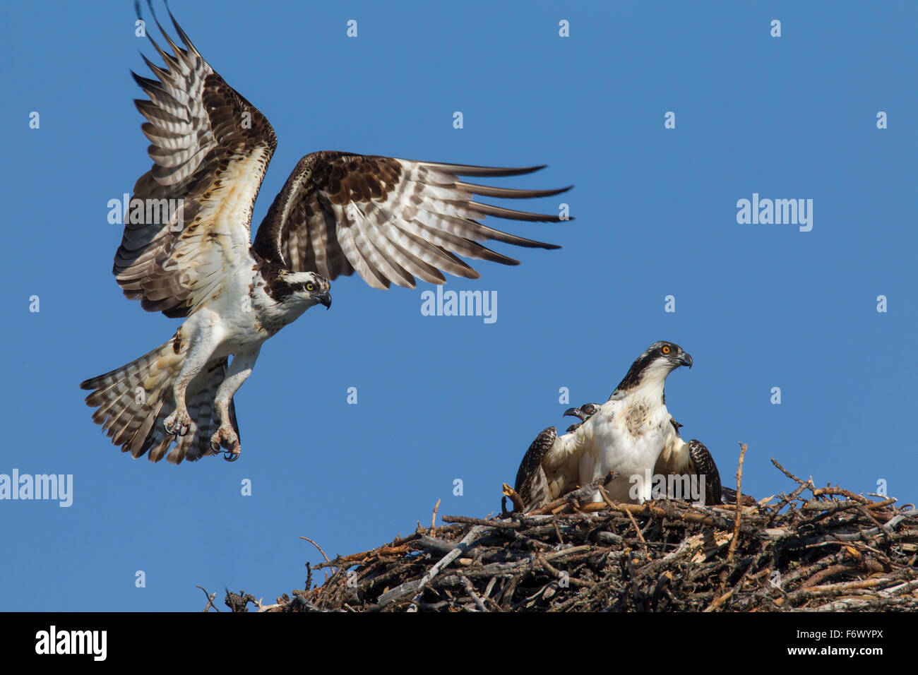 Osprey (Pandion haliaetus) adult bird landing on nest with juveniles Stock Photo