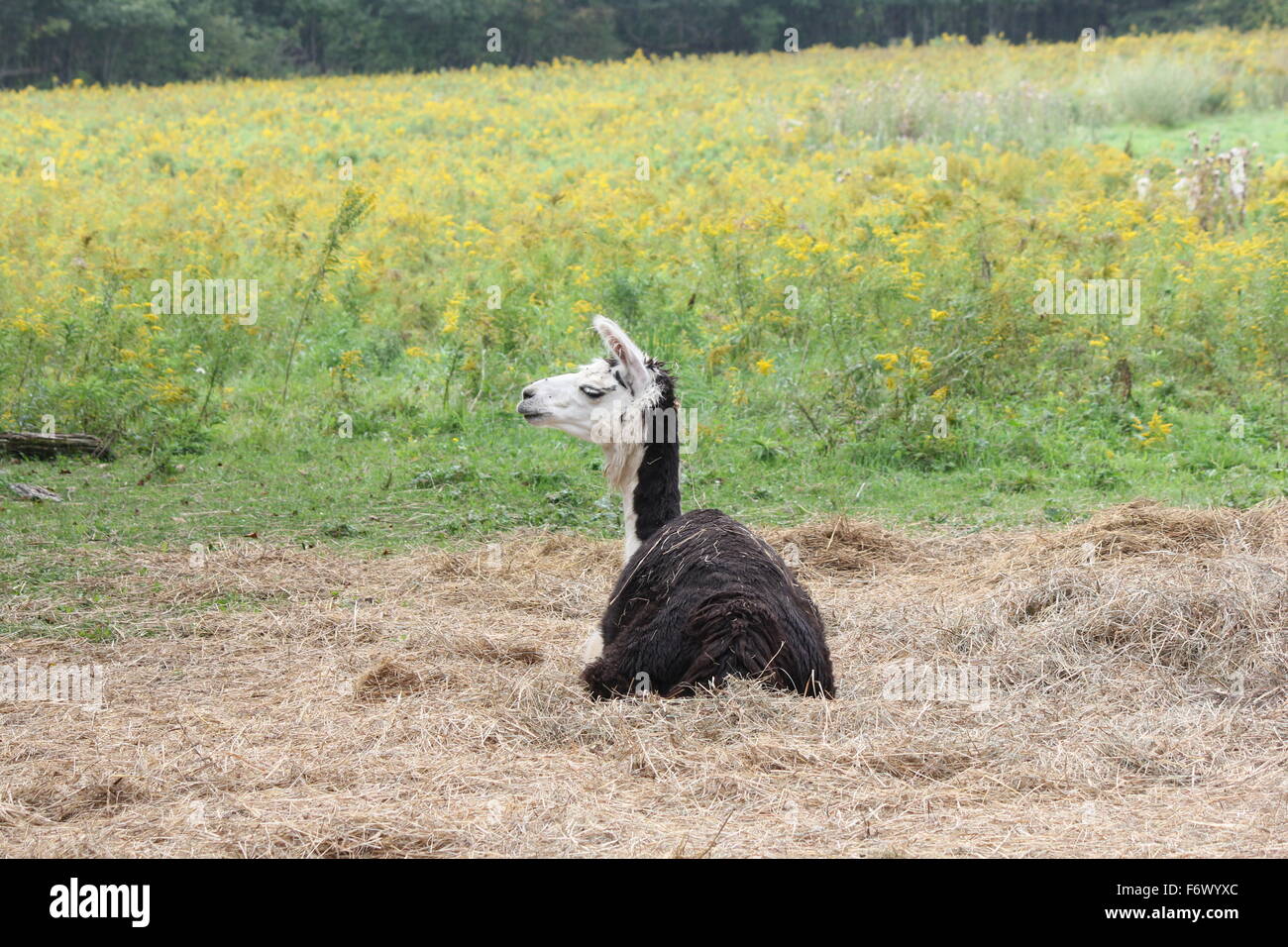 Llama on a small hobby farm, laying on a pile of straw.  The Llama is a domesticated South American camelid, Stock Photo