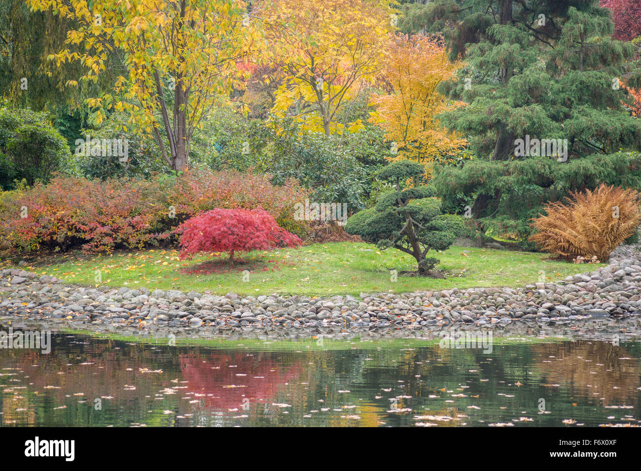 Colorful fall trees and quiet water Japanese Garden Wroclaw in autumn Stock Photo