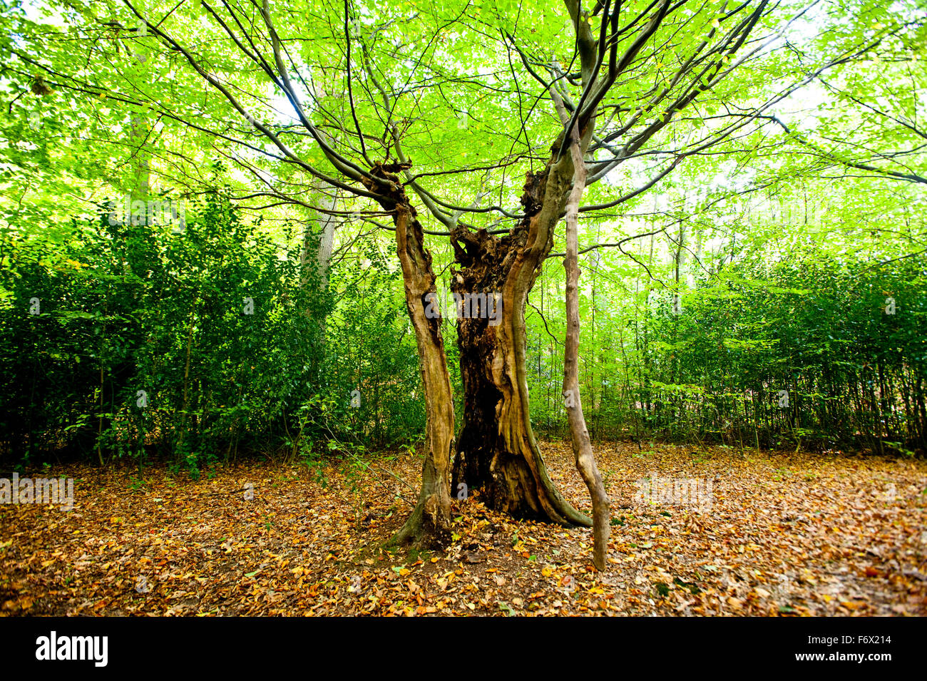 auspcious tree Waltham Abbey  Epping Forest Epping Forest is a forest of ancient woodland and believed by Wiccans to be especially sacred.  In their veneration of nature and their disavowal of institutionalised religion wiccans continue to use these kinds of environments for worship. Stock Photo