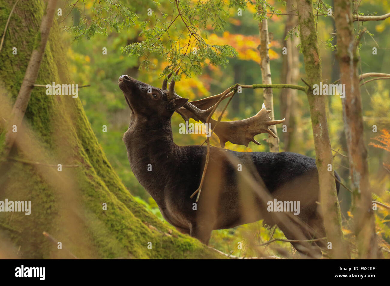 Fallow Buck During the Rut 2015. Stock Photo