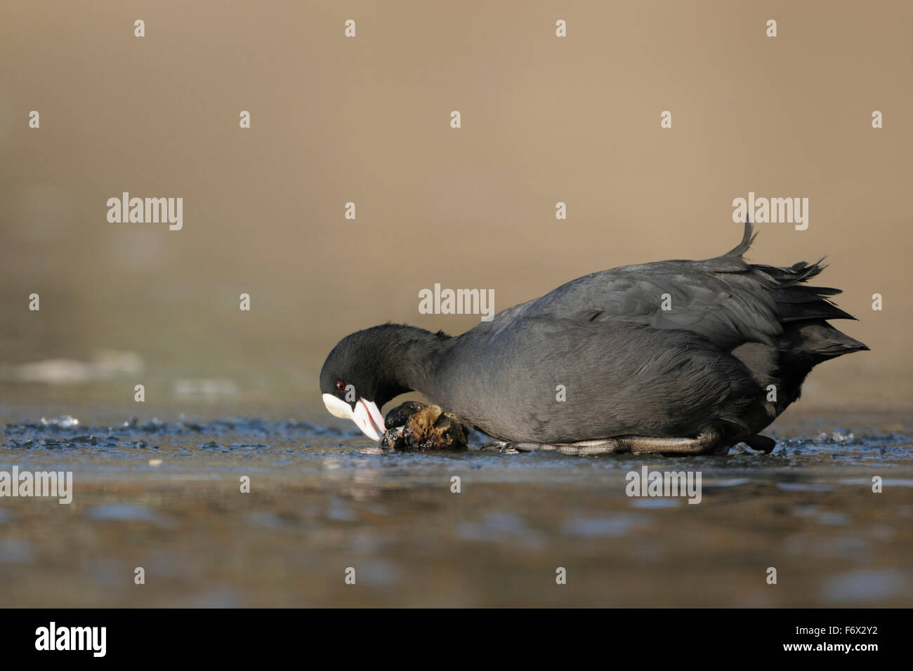 Black Coot / Blässhuhn / Blässralle ( Fulica atra ) sits in wintertime on ice, eating a zebra mussel. Stock Photo