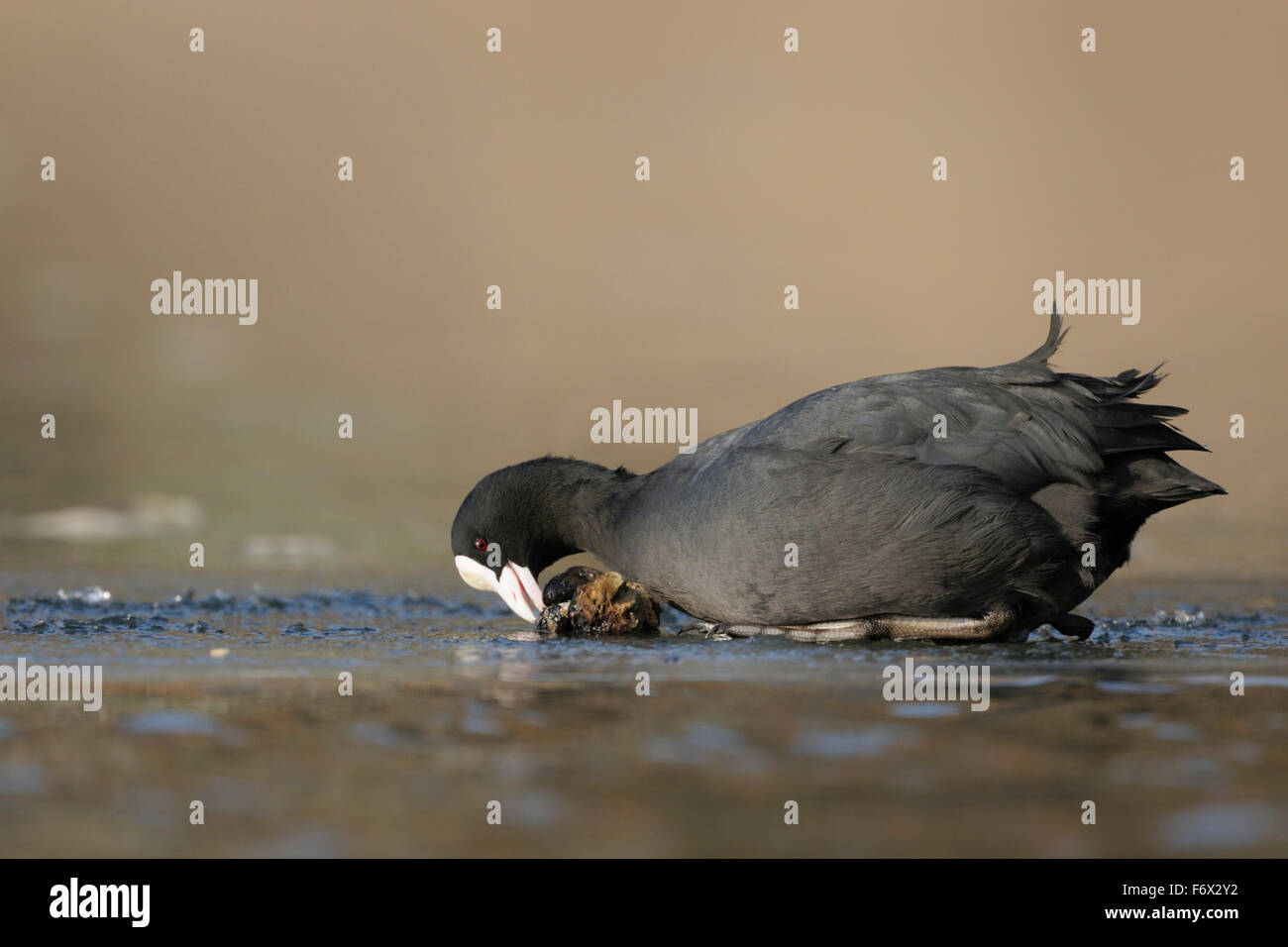 Mussel eating High Resolution Stock Photography and Images Alamy