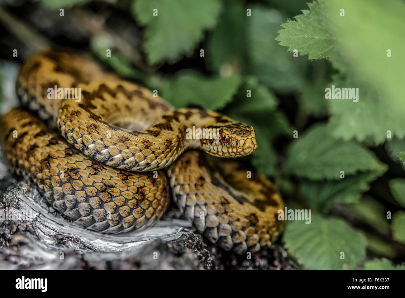 Female Adder basking on a fallen silver birch. Stock Photo