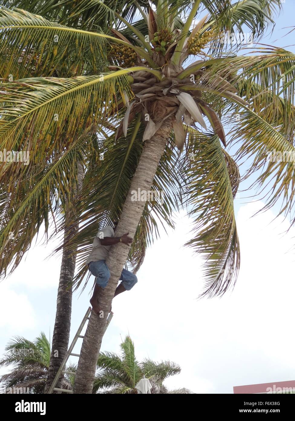 Man climbing up a palm tree to get coconuts Stock Photo