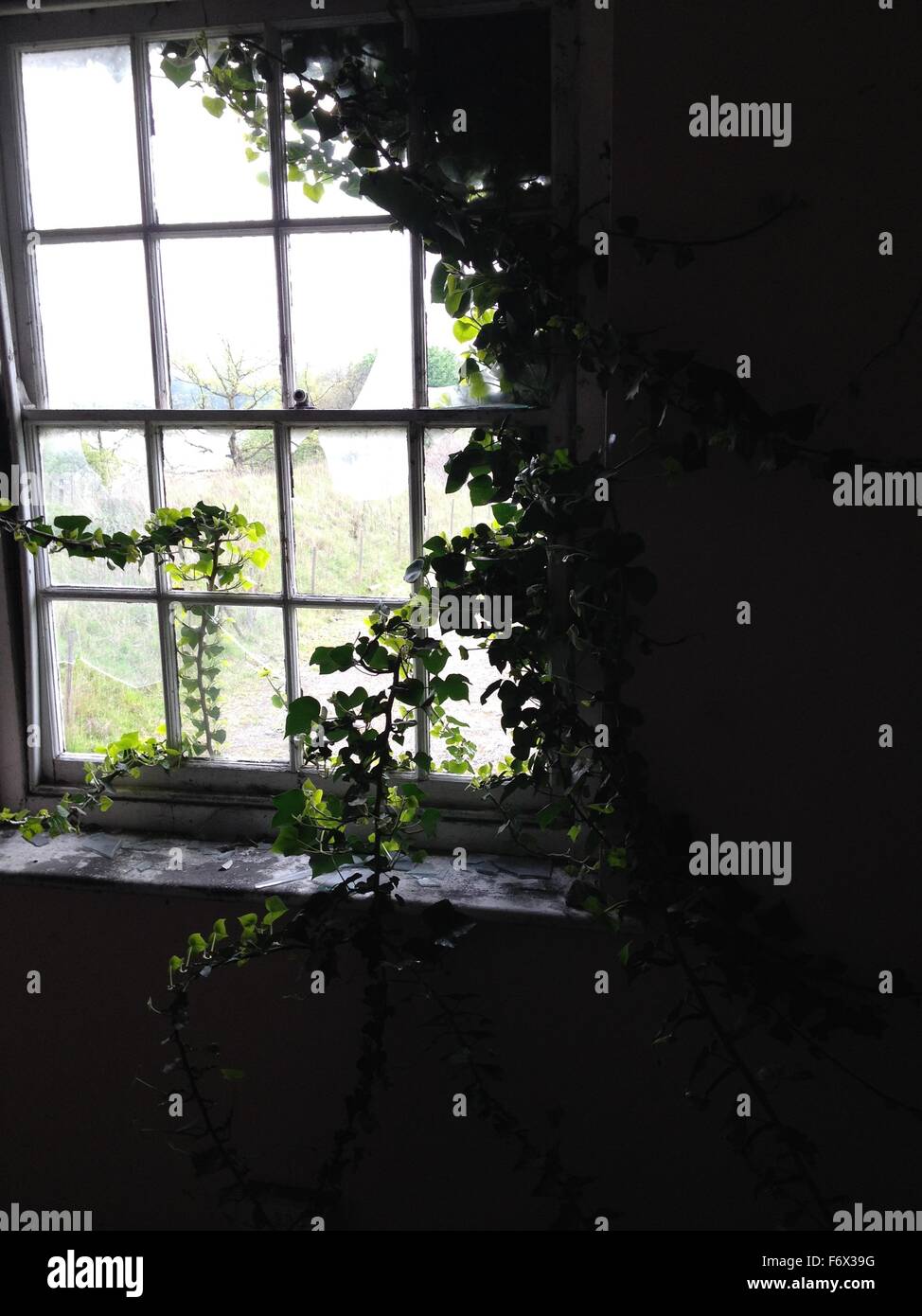 Looking out of a shattered window with ivy growing around from the ...