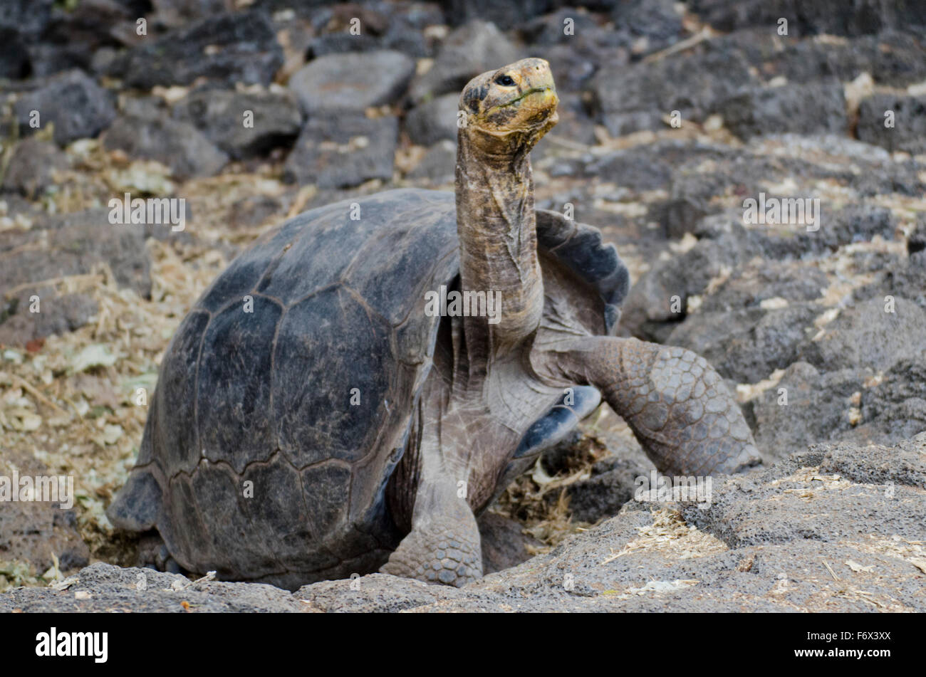 A Giant Galapagos Tortoise (Chelonoidis nigra) from the Charles Darwin Research Station. Stock Photo