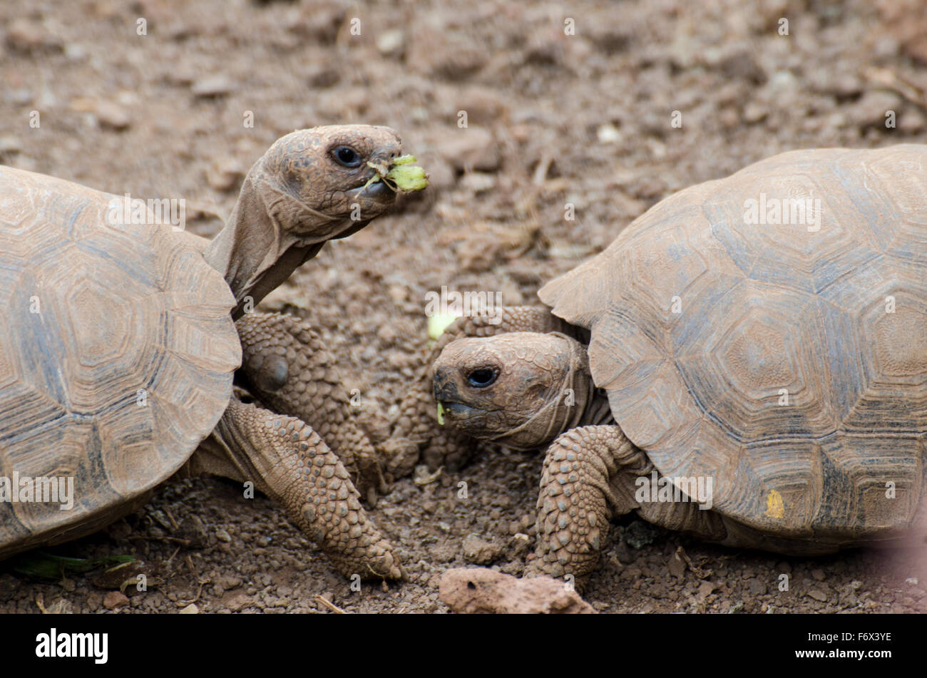 Young Galapagos Tortoises (Chelonoidis nigra) at the Charles Darwin Research Station Stock Photo