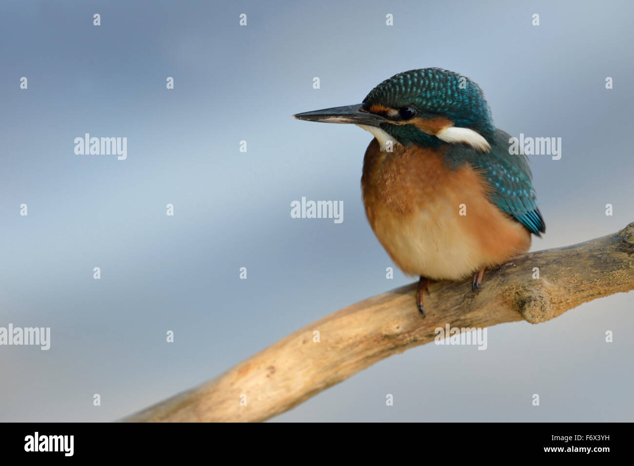 Young Common Kingfisher / Eurasian Kingfisher ( Alcedo atthis ) perching on a branch in front of a clean soft blue background. Stock Photo