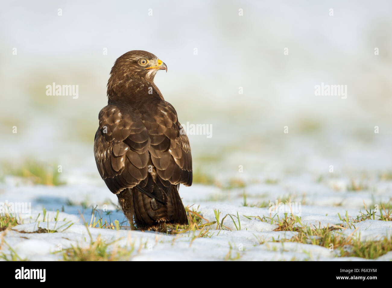 Common Buzzard / Maeusebussard ( Buteo buteo ) stands / sits / hunts ...