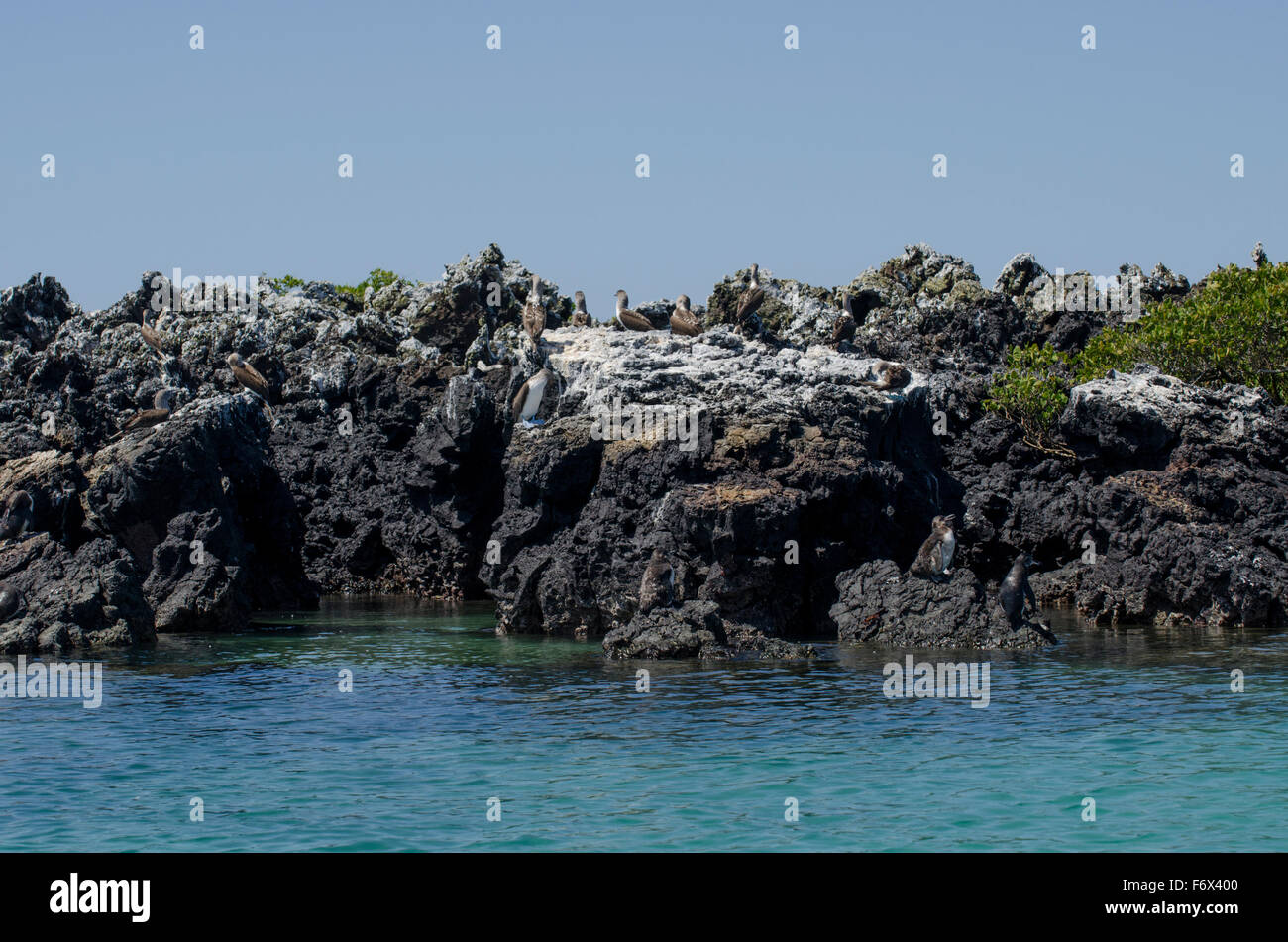 Blue-footed Boobies (Sula nebouxii) & Galapagos Penguins (Spheniscus mendiculus) on the rocks near Las Tintoreras, Isla Isabela Stock Photo