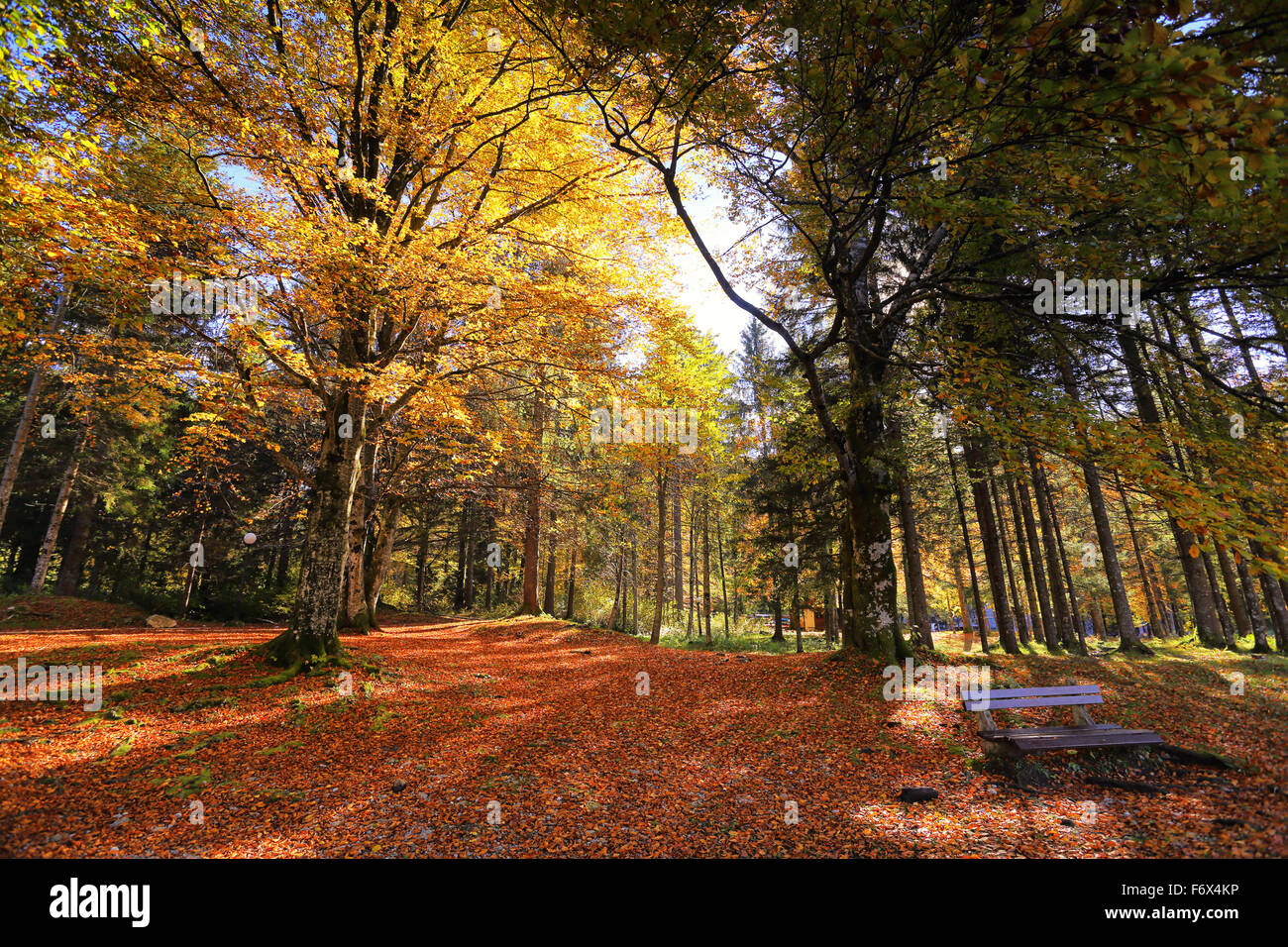 Autumn sunny park with golden and orange leaves on trees and red fallen ...