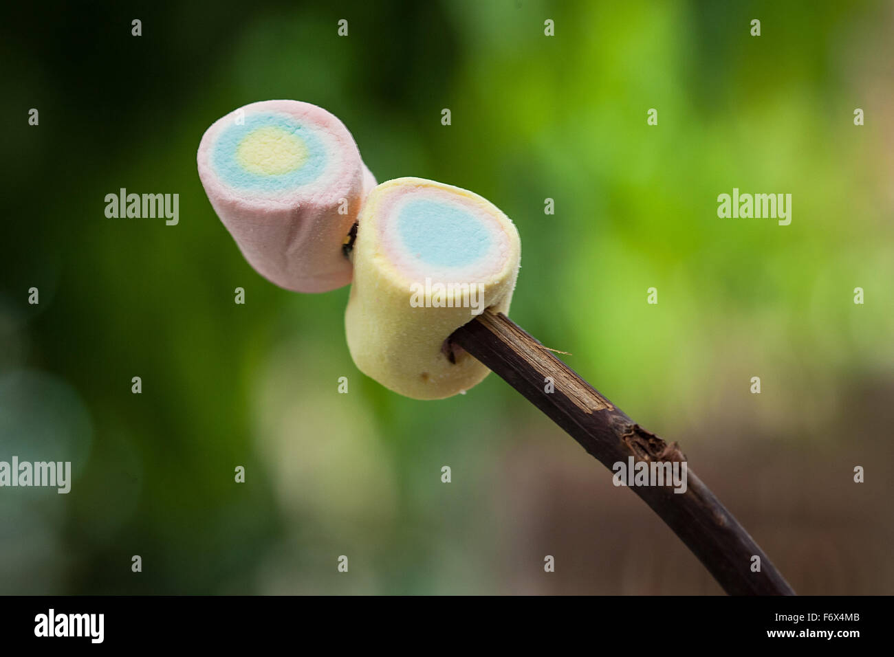 marshmallow in natural light and background blur effect green leaves Stock Photo
