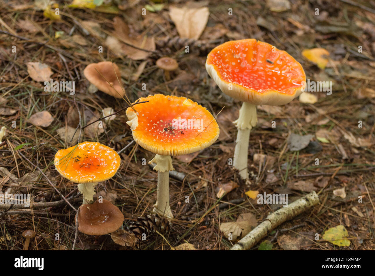 A trio of red mushrooms found in the woodlands of Piedmont Italy Stock Photo